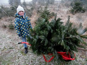 Der Weihnachtsbaum liegt auf der Schubkarre, während der Junge daneben steht
