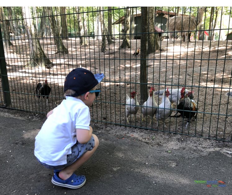 Geiselwind - Bunter Kinder-Zoo